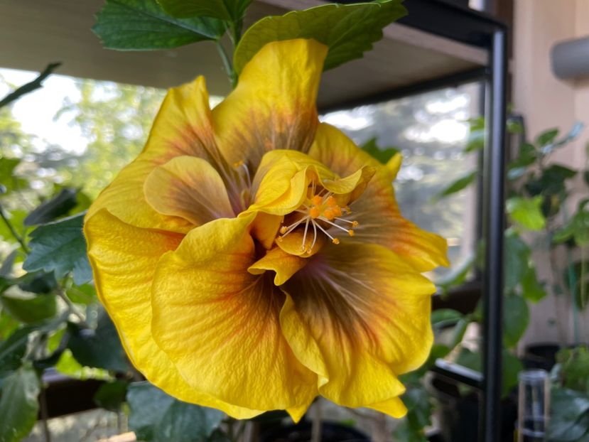  - Chi s garden Forest Rhapsody