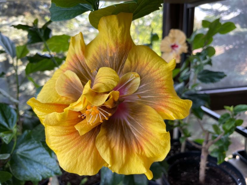  - Chi s garden Forest Rhapsody