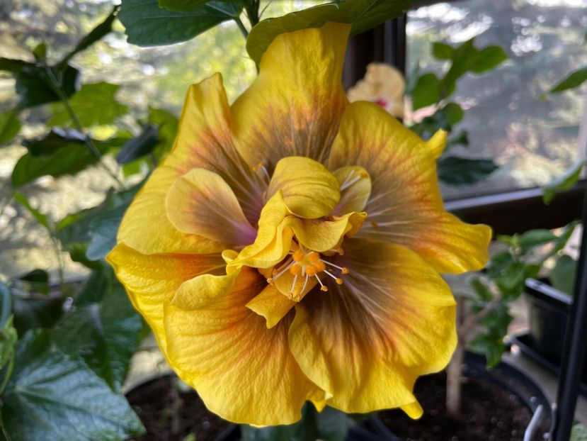  - Chi s garden Forest Rhapsody