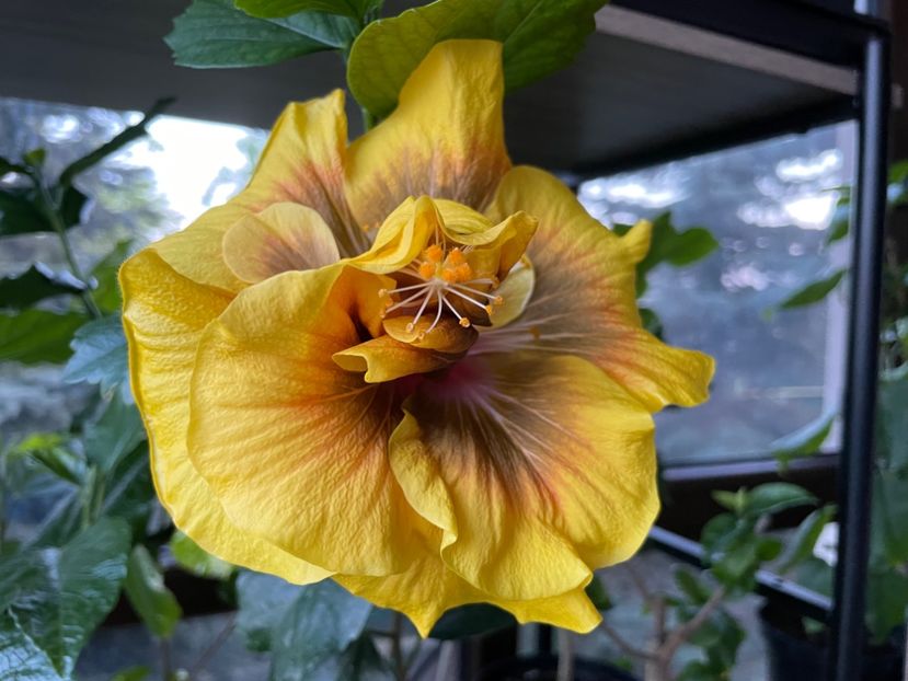  - Chi s garden Forest Rhapsody