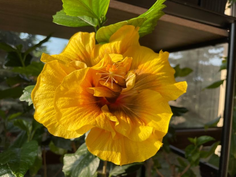  - Chi s garden Forest Rhapsody