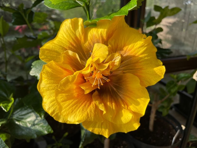  - Chi s garden Forest Rhapsody