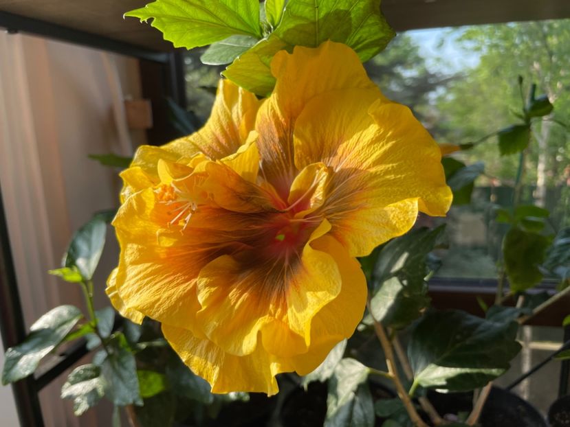  - Chi s garden Forest Rhapsody