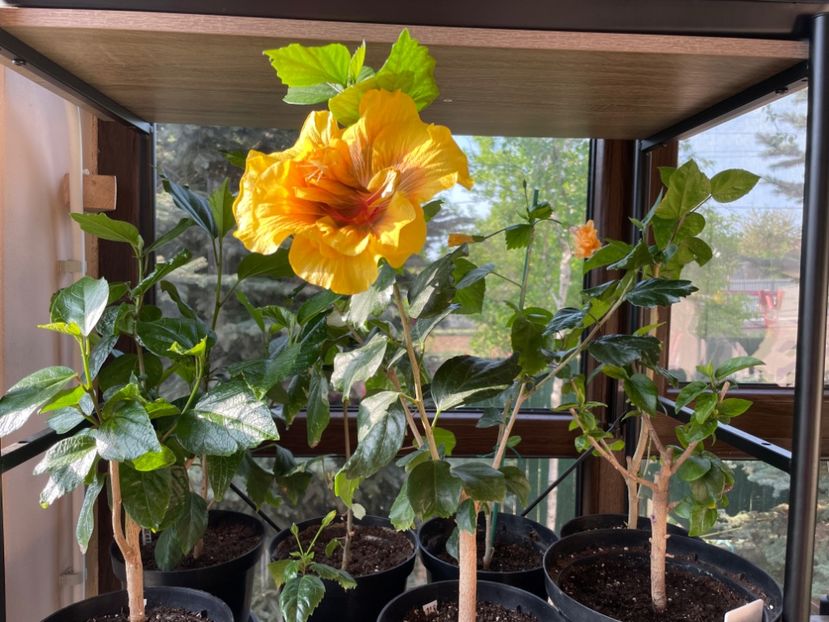  - Chi s garden Forest Rhapsody