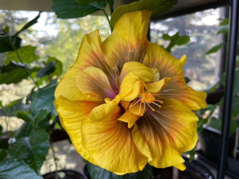  - 0006 - Hibiscusi 2025 - 1