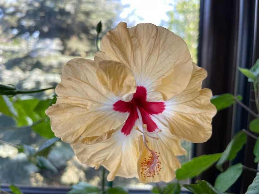  - 0006 - Hibiscusi 2025 - 1