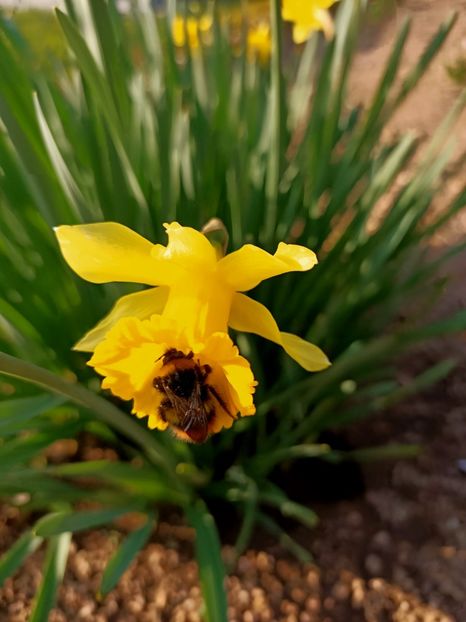 Img.2025.03.09 - Narcise in grădina mea