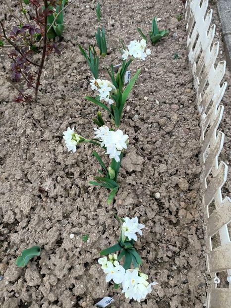 Img.2025.03.21 - Narcise in grădina mea