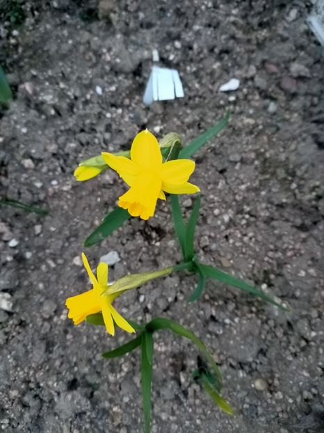 Img.2025.03.21 - Narcise in grădina mea