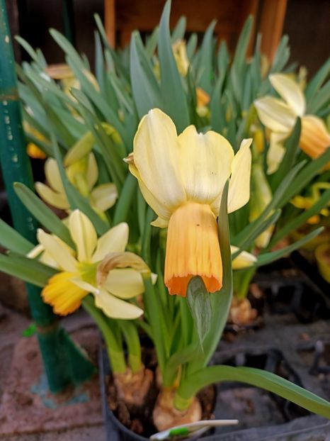 Img.2025.03.24 - Narcise in grădina mea