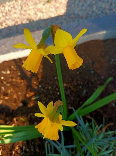 Img.2025.04.02 - Narcise in grădina mea