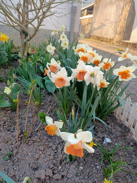 Img.2025.04.02 - Narcise in grădina mea