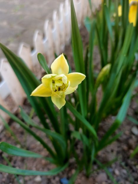 Img.2025.04.02 - Narcise in grădina mea