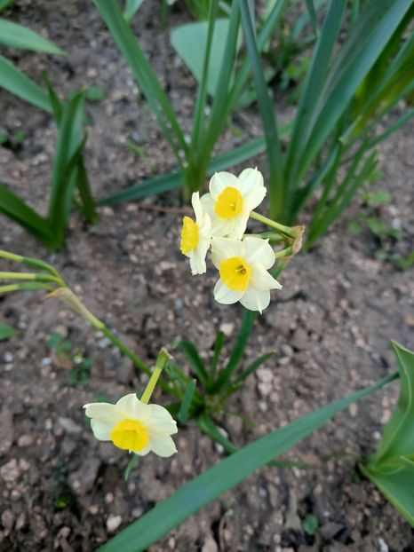 Img.2025.04.02 - Narcise in grădina mea