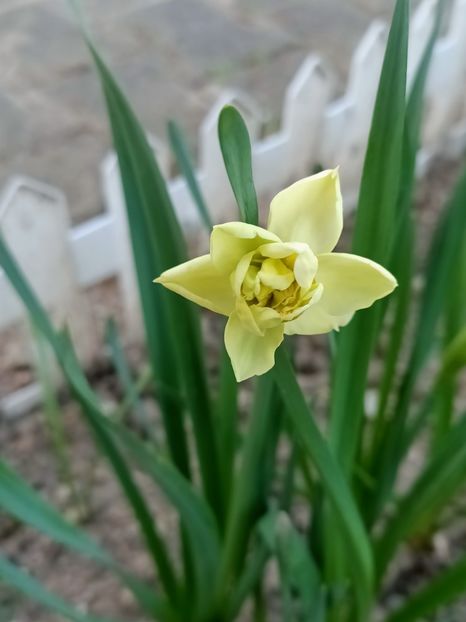 Img.2025.04.02 - Narcise in grădina mea