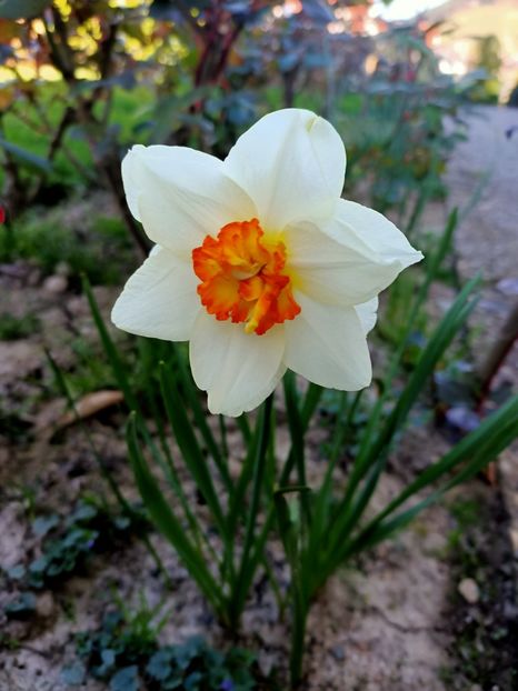 Img.2025.04.06 - Narcise in grădina mea