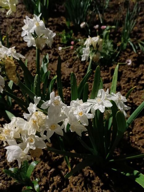 Img.2025.04.06 - Narcise in grădina mea