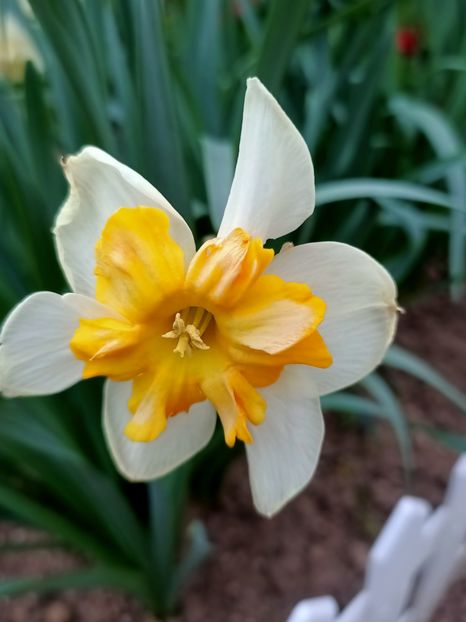 Img.2025.04.12 - Narcise in grădina mea