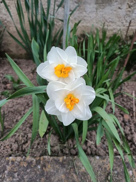 Img.2025.04.18 - Narcise in grădina mea