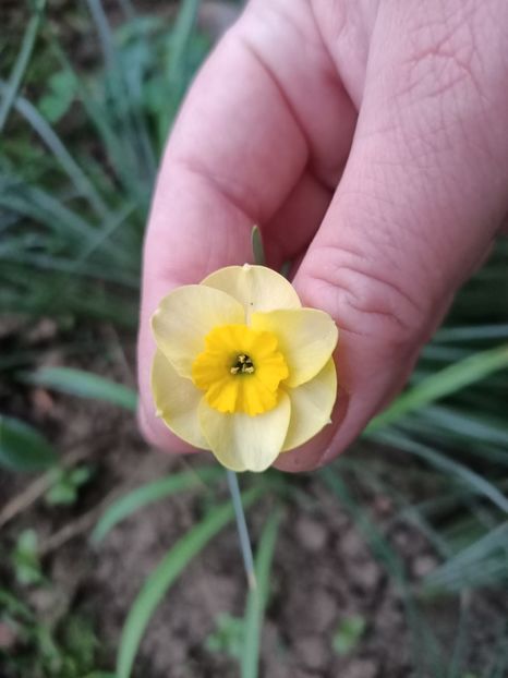 Img.2025.04.18 - Narcise in grădina mea