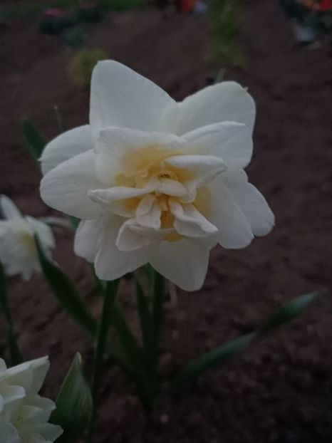 Img.2025.04.18 - Narcise in grădina mea