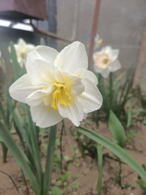 Img.2025.04.23 - Narcise in grădina mea
