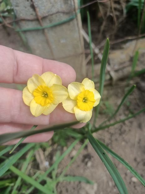Img.2025.04.23 - Narcise in grădina mea