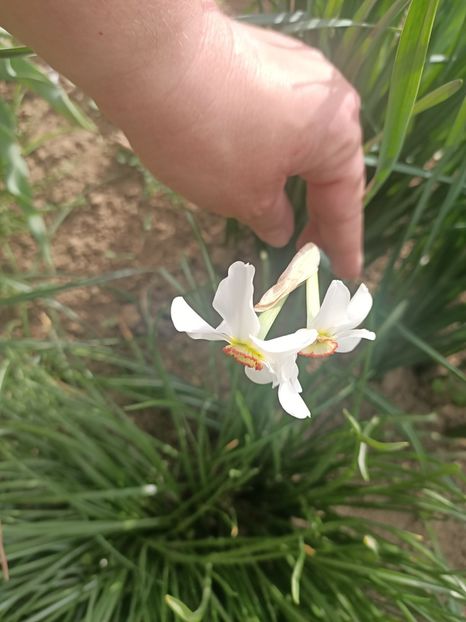 Img.2025.04.23 - Narcise in grădina mea