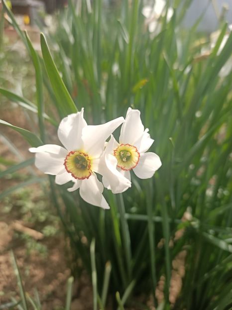Img.2025.04.23 - Narcise in grădina mea
