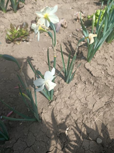 IMG20250423114336 - Narcise in grădina mea