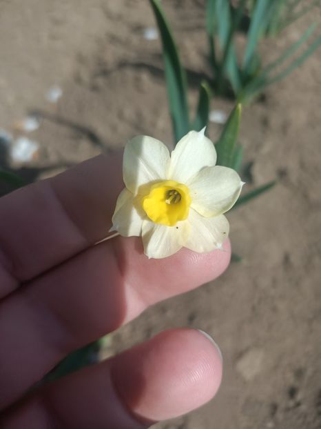 Img.2025.04.23 - Narcise in grădina mea