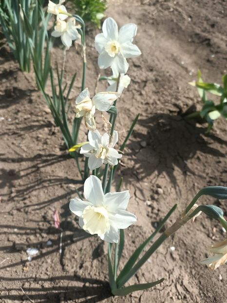 Img.2025.04.23 - Narcise in grădina mea