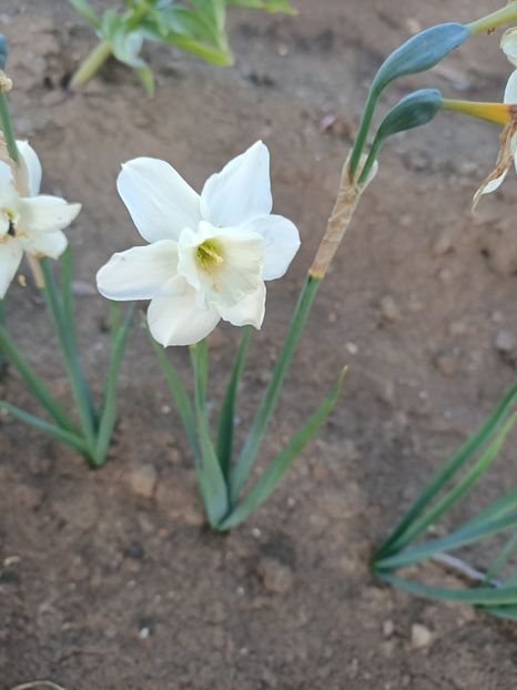 Img.2025.04.24 - Narcise in grădina mea
