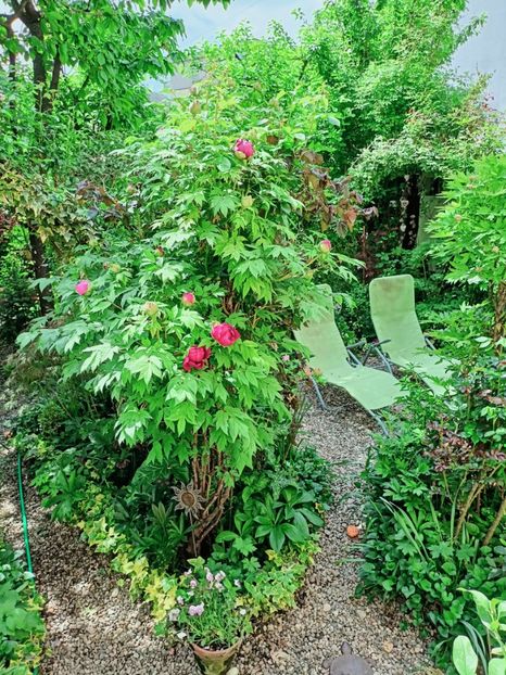  - Grădina 2025 continuare 1