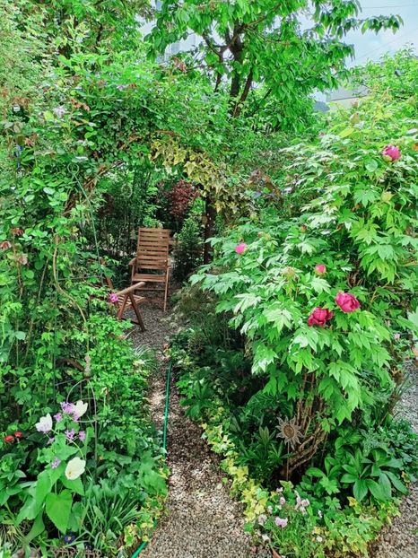  - Grădina 2025 continuare 1