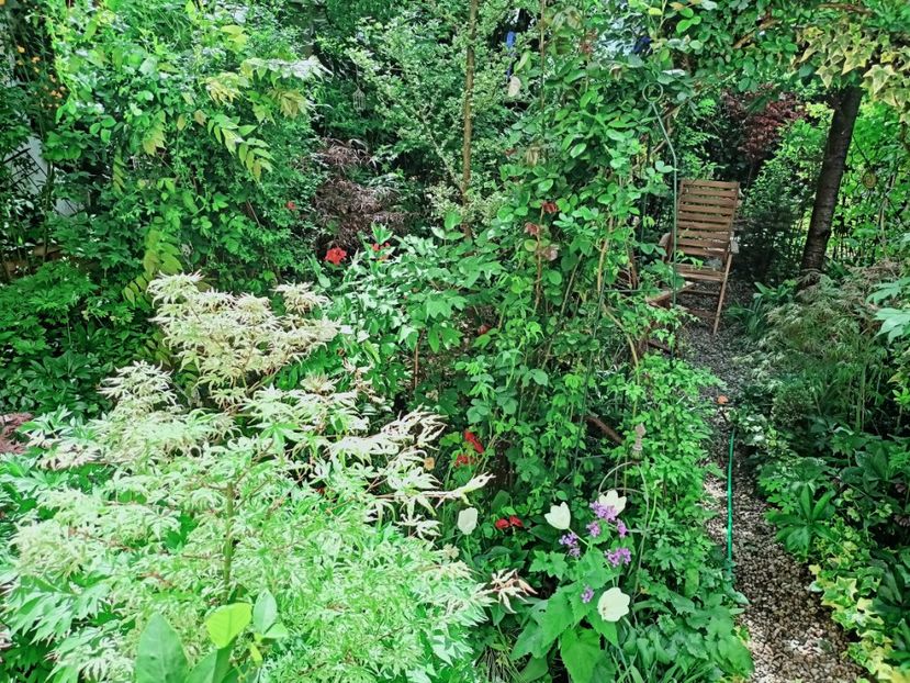  - Grădina 2025 continuare 1