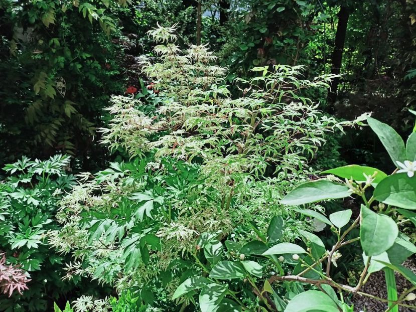 Ukigumo tuns - Grădina 2025 continuare 1