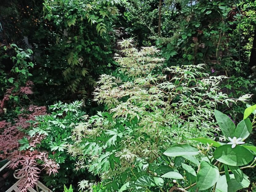  - Grădina 2025 continuare 1