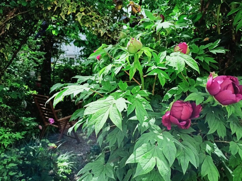 Shimadaijin, arbustiv - Grădina 2025 continuare 1