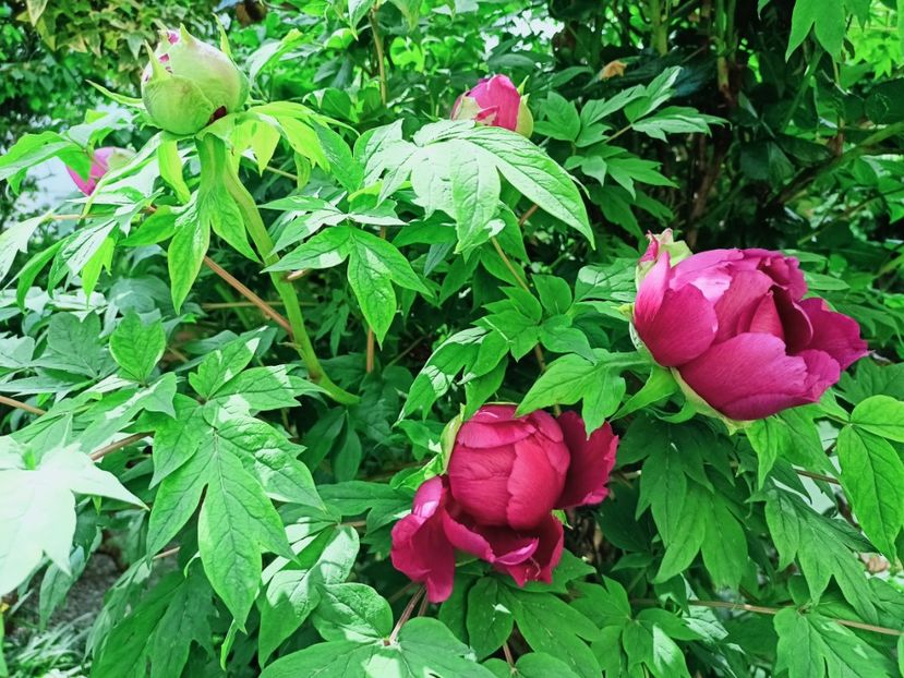  - Grădina 2025 continuare 1