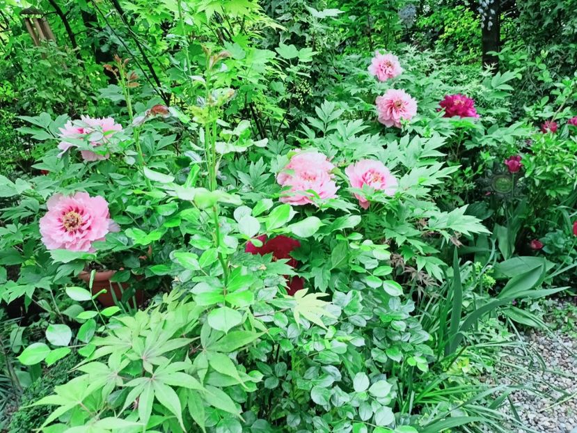  - Grădina 2025 continuare 1