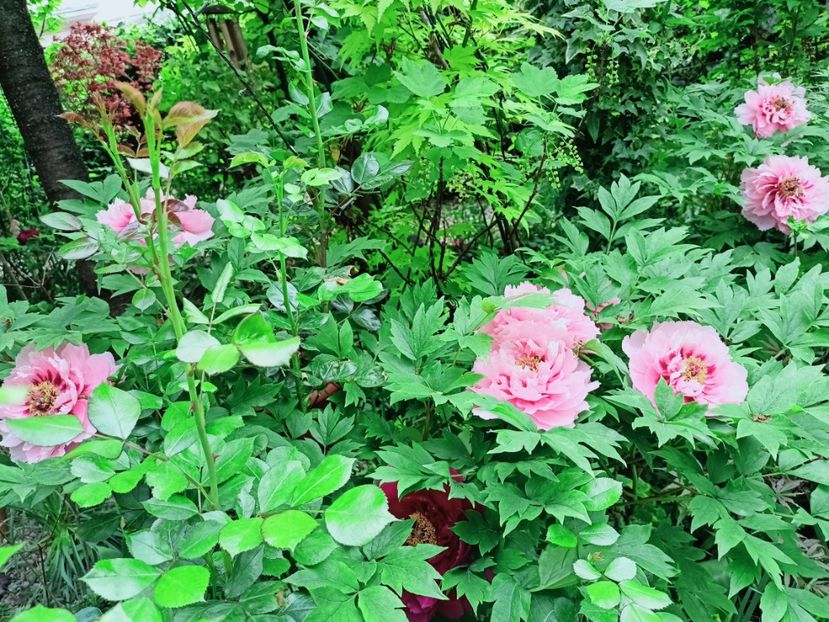  - Grădina 2025 continuare 1