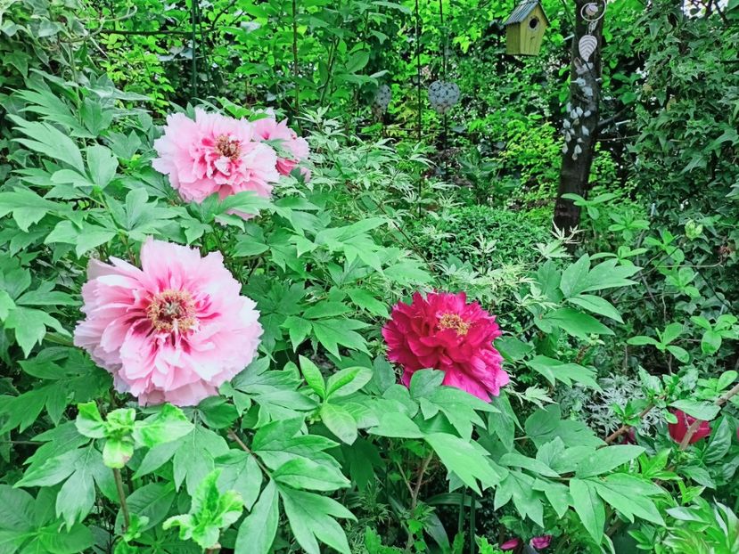  - Grădina 2025 continuare 1