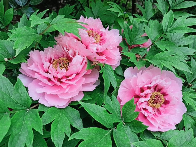  - Grădina 2025 continuare 1