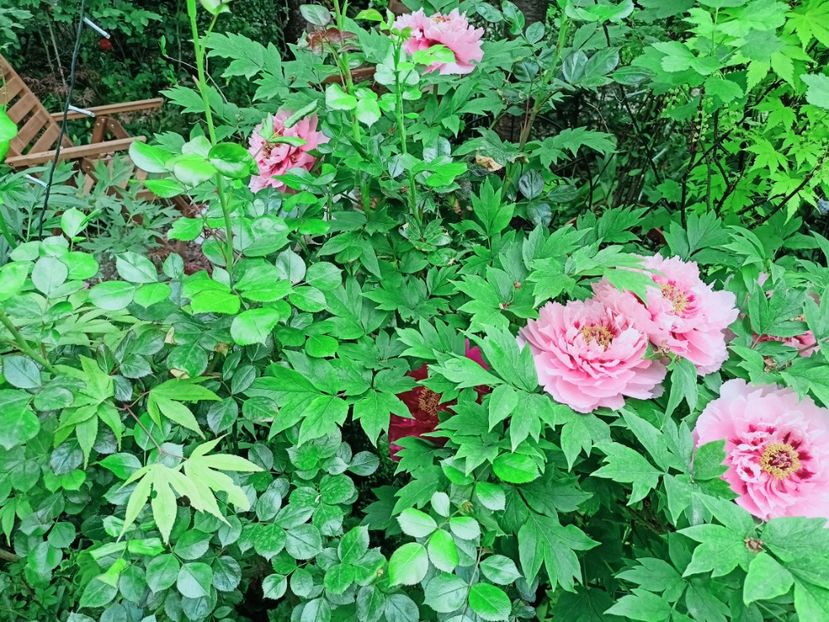  - Grădina 2025 continuare 1