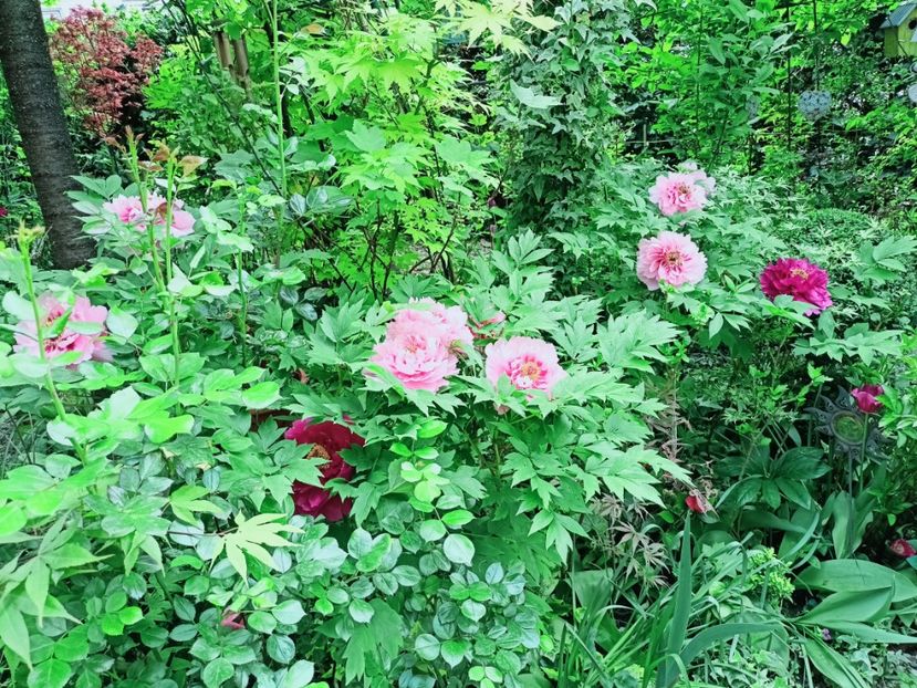  - Grădina 2025 continuare 1