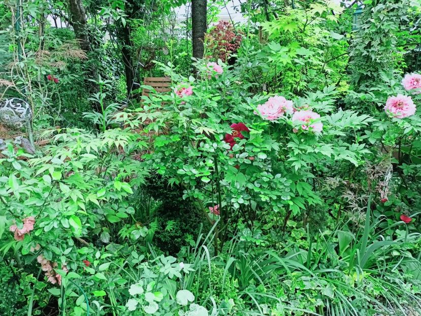  - Grădina 2025 continuare 1