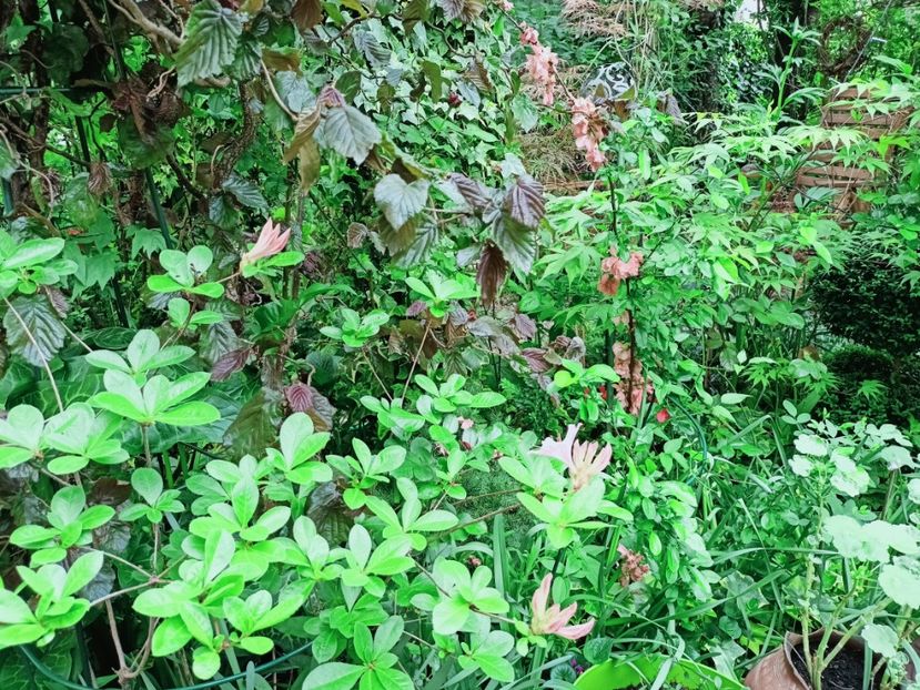  - Grădina 2025 continuare 1