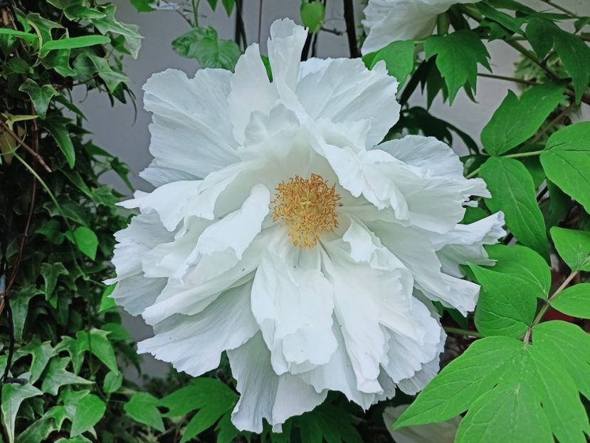 Renkaku - Grădina 2025 continuare 1