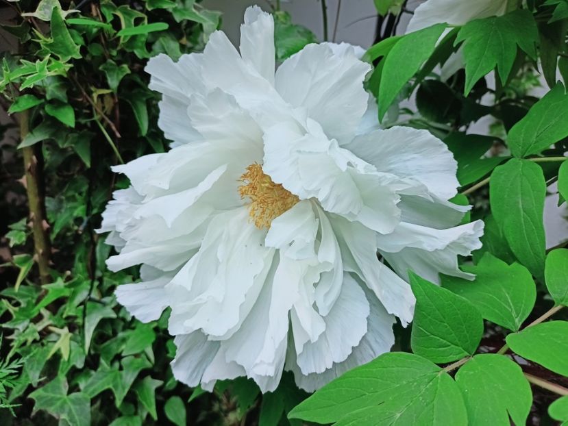  - Grădina 2025 continuare 1